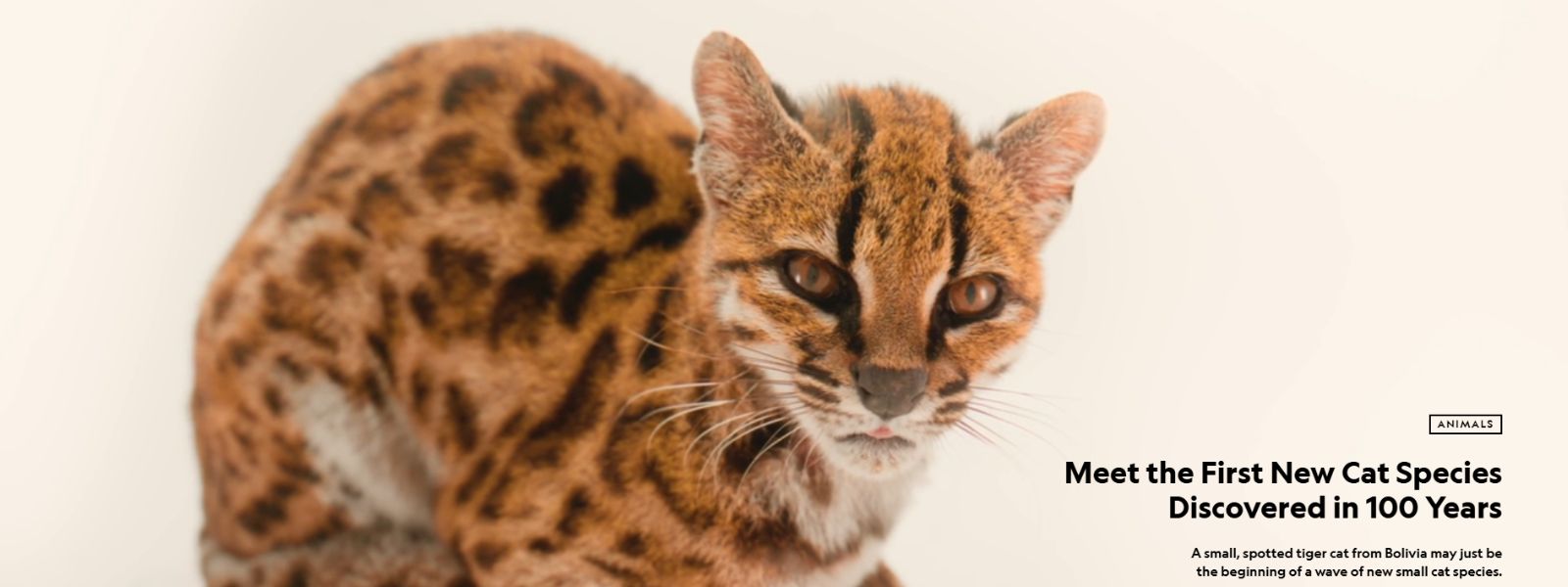Rare New Cat Species Found in Bolivia’s Forests